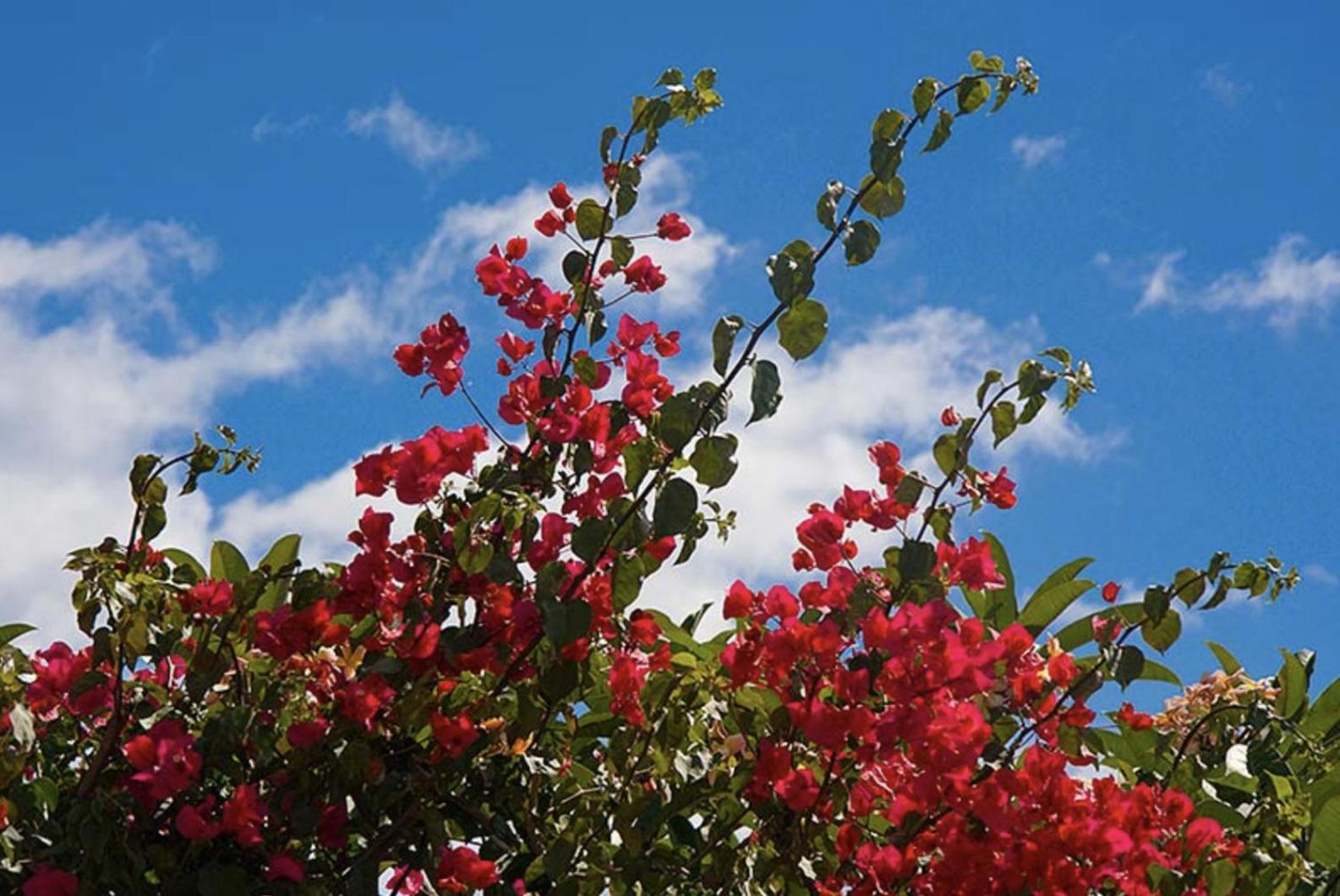 Falesia Gardens Caniço Εξωτερικό φωτογραφία